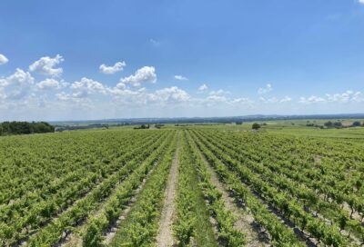 Evasion Vignoble